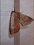 Lygephila craccae  - Thomas Lux