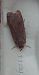 Hibou 