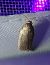 Agonopterix cnicella 