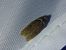 Agonopterix cnicella 