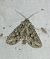 Dryobotodes eremita 
