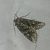Dryobotodes eremita 
