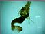 Trigonophora jodea  - Melchior Viallet