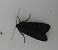 Noctuelle anthracite 