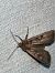 Euxoa sp.  - Melchior Viallet