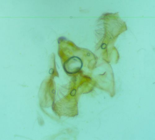 Deltophora stictella  - Melchior Viallet