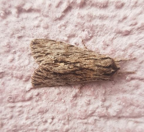 Asteroscopus sphinx  - Thomas Lux