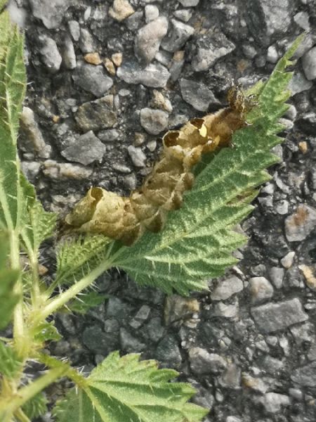 Abrostola triplasia  - Françoise Rauzieres (TGB-SSNTG)