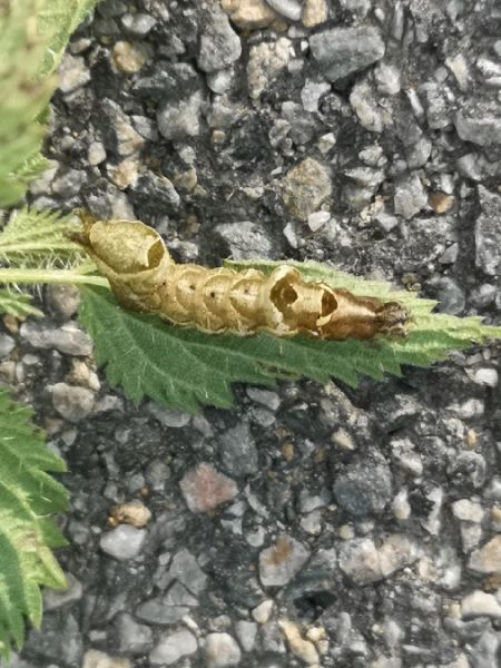 Abrostola triplasia  - Françoise Rauzieres (TGB-SSNTG)