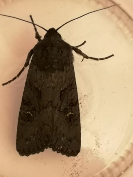 Noctuelle anthracite  - Françoise Rauzieres (TGB-SSNTG)