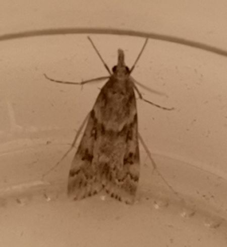 Eudonia angustea  - Françoise Rauzieres (TGB-SSNTG)