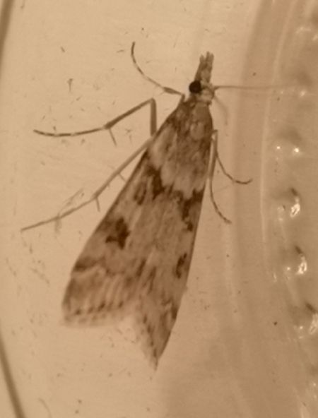 Eudonia angustea  - Françoise Rauzieres (TGB-SSNTG)