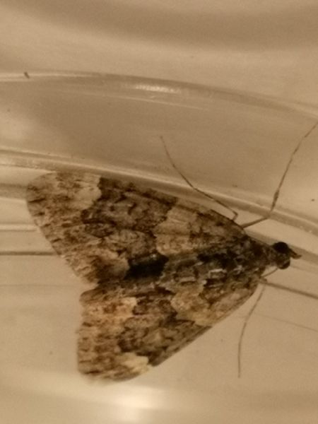 Chloroclysta siterata  - Françoise Rauzieres (TGB-SSNTG)