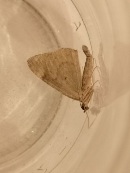 Chloroclysta siterata  - Françoise Rauzieres (TGB-SSNTG)