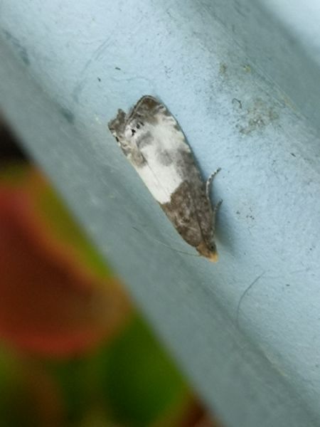 Notocelia cynosbatella  - Françoise Rauzieres (TGB-SSNTG)