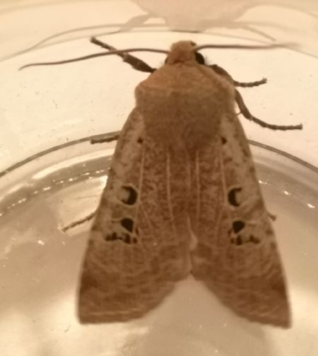 Conistra rubiginosa  - Françoise Rauzieres (TGB-SSNTG)