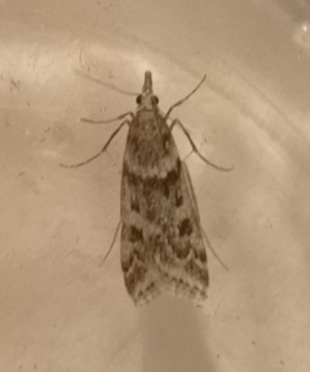 Eudonia angustea  - Françoise Rauzieres (TGB-SSNTG)