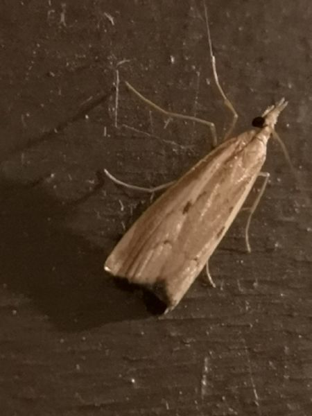 Agriphila geniculea  - Françoise Rauzieres (TGB-SSNTG)