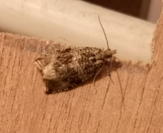 Celypha lacunana  - Françoise Rauzieres (TGB-SSNTG)