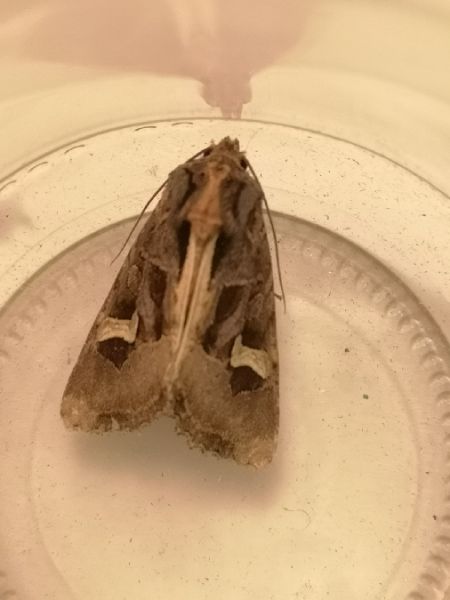Trigonophora flammea  - Françoise Rauzieres (TGB-SSNTG)