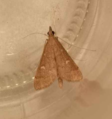 Dolicharthria punctalis  - Françoise Rauzieres (TGB-SSNTG)