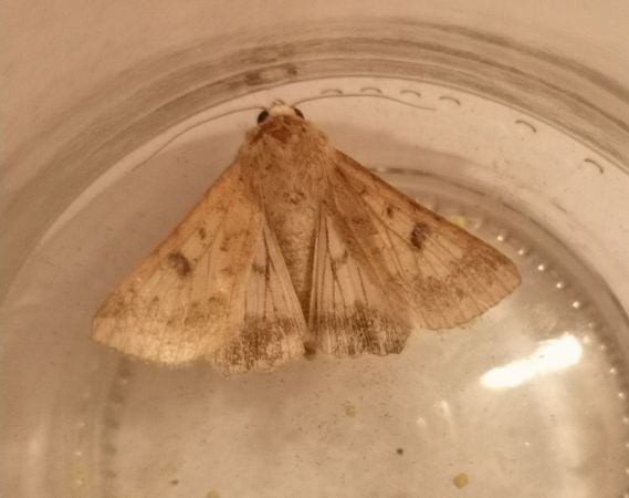 Helicoverpa armigera  - Françoise Rauzieres (TGB-SSNTG)