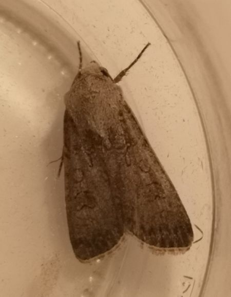 Noctuelle trapue  - Françoise Rauzieres (TGB-SSNTG)