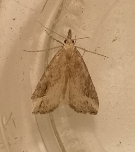 Schrankia costaestrigalis  - Françoise Rauzieres (TGB-SSNTG)