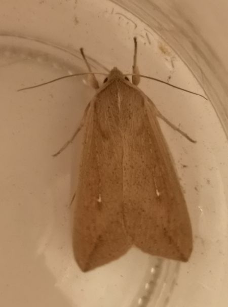 Mythimna unipuncta  - Françoise Rauzieres (TGB-SSNTG)