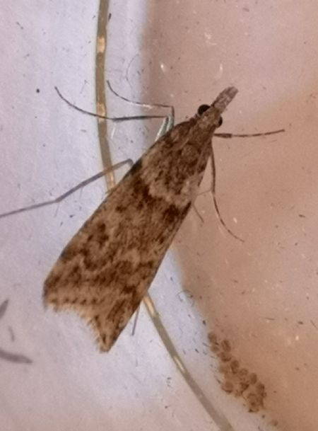 Eudonia angustea  - Françoise Rauzieres (TGB-SSNTG)
