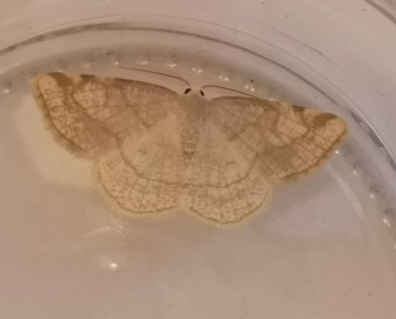 Stegania trimaculata  - Françoise Rauzieres (TGB-SSNTG)