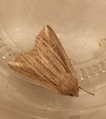 Anapoma riparia  - Françoise Rauzieres (TGB-SSNTG)