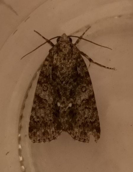 Noctuelle de la patience  - Françoise Rauzieres (TGB-SSNTG)