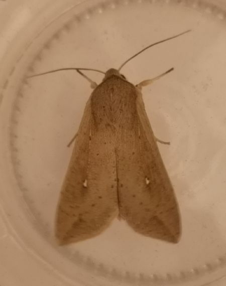 Mythimna unipuncta  - Françoise Rauzieres (TGB-SSNTG)