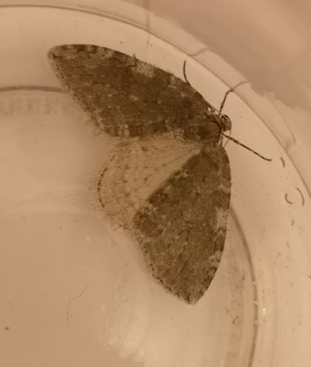 Epirrita sp.  - Françoise Rauzieres (TGB-SSNTG)