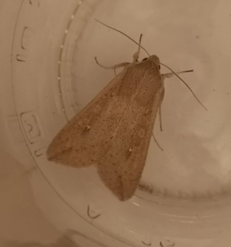 Mythimna unipuncta  - Françoise Rauzieres (TGB-SSNTG)