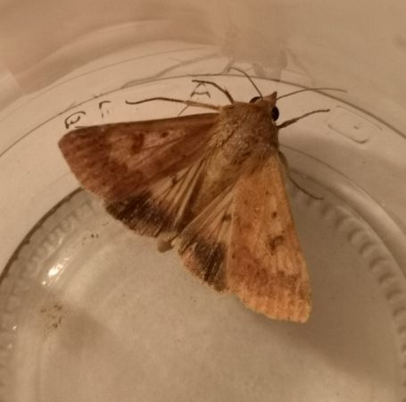 Helicoverpa armigera  - Françoise Rauzieres (TGB-SSNTG)