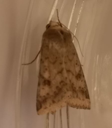Helicoverpa armigera  - Françoise Rauzieres (TGB-SSNTG)