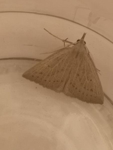 Macrochilo cribrumalis  - Françoise Rauzieres (TGB-SSNTG)