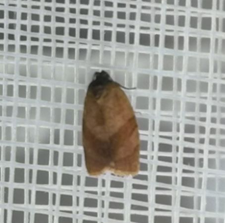 Cacoecimorpha pronubana  - Françoise Rauzieres (TGB-SSNTG)