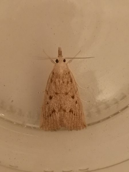 Calamotropha paludella  - Françoise Rauzieres (TGB-SSNTG)