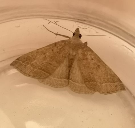 Zanclognatha lunalis  - Françoise Rauzieres (TGB-SSNTG)