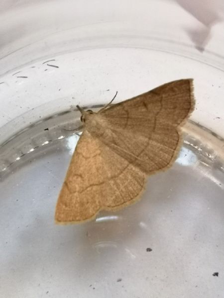 Paracolax tristalis  - Françoise Rauzieres (TGB-SSNTG)