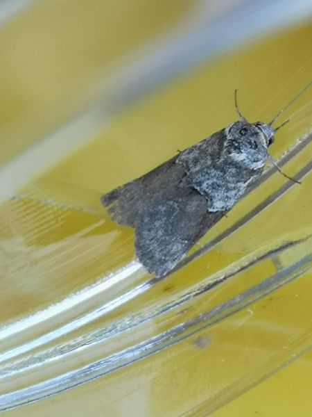 Nycteola siculana  - Françoise Rauzieres (TGB-SSNTG)