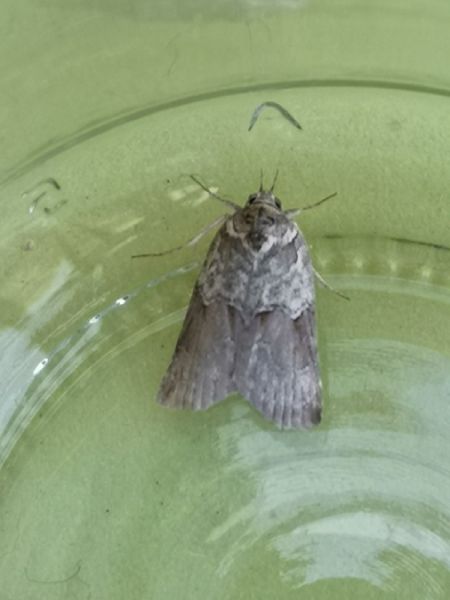 Nycteola siculana  - Françoise Rauzieres (TGB-SSNTG)