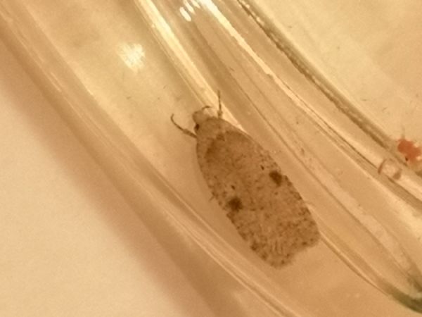 Agonopterix arenella  - Françoise Rauzieres (TGB-SSNTG)