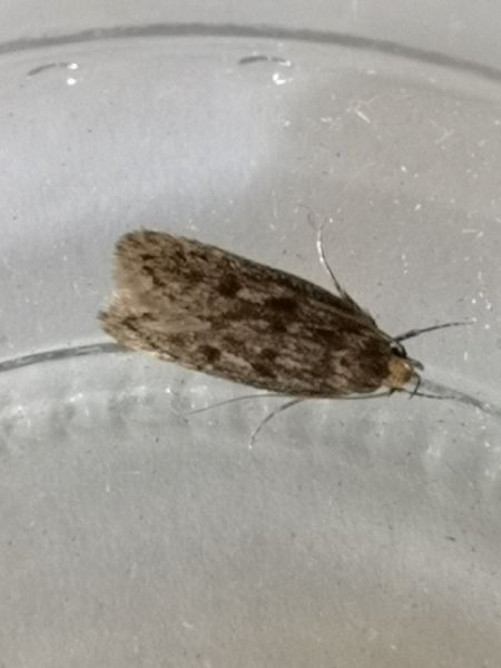 Hofmannophila pseudospretella  - Françoise Rauzieres (TGB-SSNTG)
