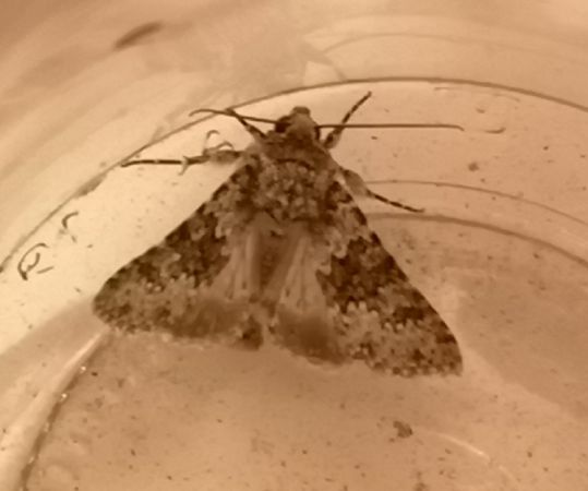 Hecatera dysodea  - Françoise Rauzieres (TGB-SSNTG)