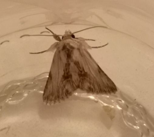 Calophasia platyptera  - Françoise Rauzieres (TGB-SSNTG)