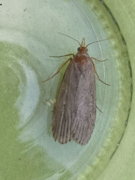 Lamoria anella  - Françoise Rauzieres (TGB-SSNTG)